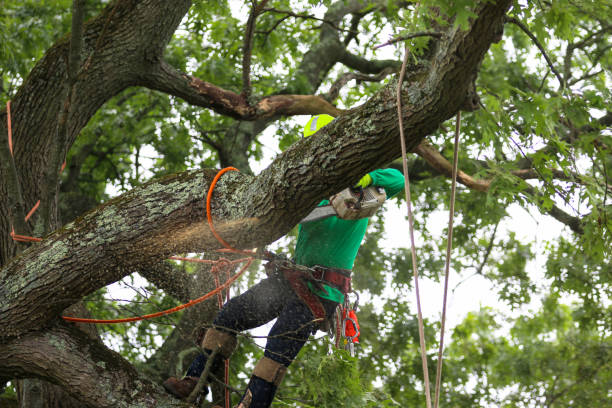 Best Tree Mulching  in Orangeville, UT